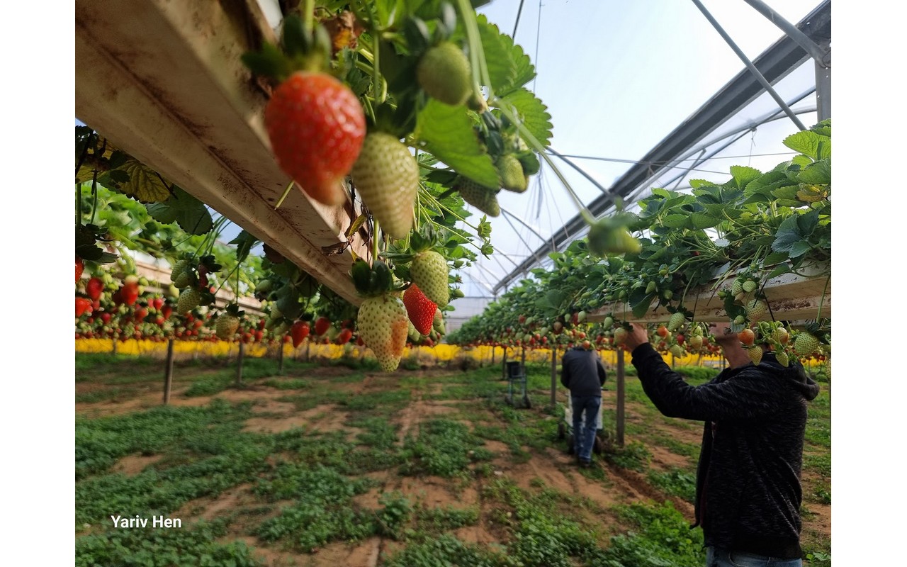 Helping with agricultural work for a farmer surrounding Gaza