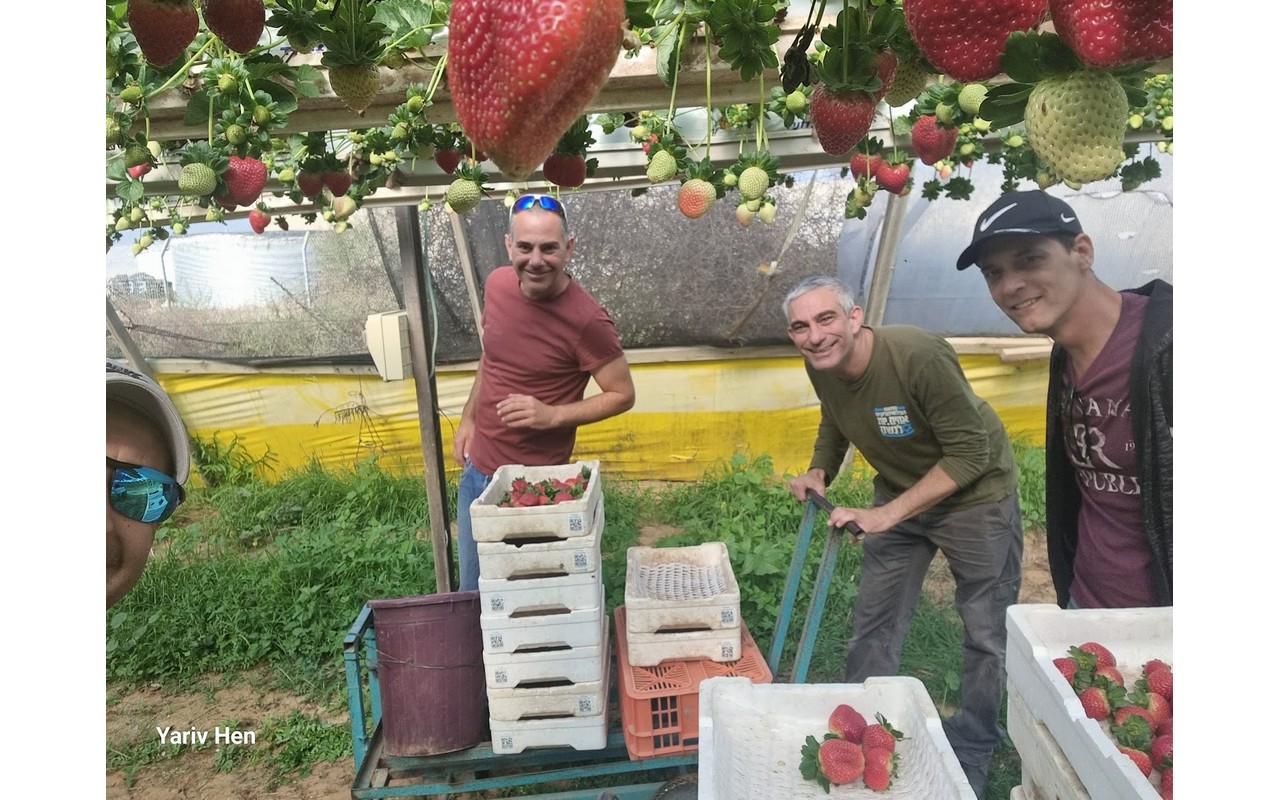 picking strawberries